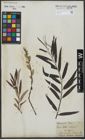 Foto von Salix viminalis L.